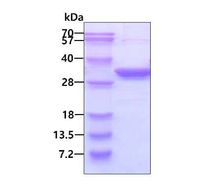 SDS-Page: Recombinant Human PA28 Activator beta Subunit/PSME2 His Protein [NBP1-72527] - 3ug by SDS-PAGE under reducing condition and visualized by coomassie blue stain.